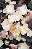 BEGONIA SILHOUETTE LEMON ROSE