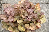 HEUCHERA APRICOT