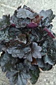 HEUCHERA CARNIVAL OLIVE BLACK