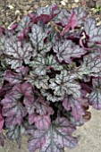 HEUCHERA CARNIVAL SILVER STREAK