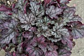 HEUCHERA CARNIVAL SILVER STREAK