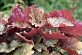 HEUCHERA CARNIVAL FALL FESTIVAL