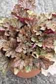 HEUCHERA CARNIVAL FALL FESTIVAL