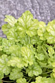 HEUCHERA CARNIVAL LIMEADE