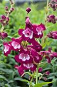 PENSTEMON PRETTY PETTICOAT