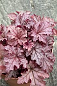 HEUCHERA CARNIVAL PEACH PARFAIT