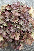 HEUCHERA PINOT GRIS