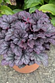 HEUCHERA CARNIVAL ROSE GRANITA