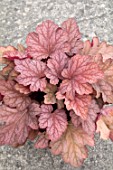 HEUCHERA CARNIVAL WATERMELON