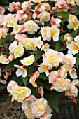 BEGONIA SWEET SPICE CITRUS