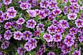 CALIBRACHOA CAN CAN VIOLET GLINT