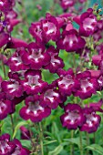 PENSTEMON PLUM JERKUM