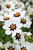 COREOPSIS STAR CLUSTER