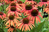 ECHINACEA ORANGE SKIPPER