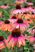 ECHINACEA RAINBOW MARCELLA