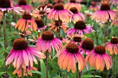 ECHINACEA RAINBOW MARCELLA