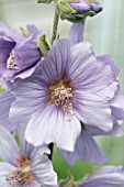 LAVATERA BLUE BIRD