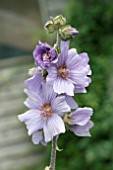 LAVATERA BLUE BIRD