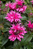 MONARDA DIDYMA CRANBERY LACE