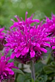 MONARDA DIDYMA PURPLE LACE