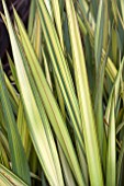 PHORMIUM APRICOT QUEEN