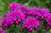 MONARDA DIDYMA PURPLE LACE