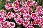 VERBENA SPARKLE RED