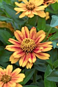 ZINNIA ZAHARA SUNBURST