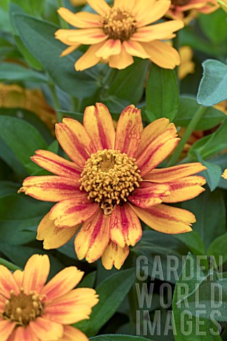 ZINNIA_ZAHARA_SUNBURST