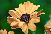 OSTEOSPERMUM SUNNY CILIA