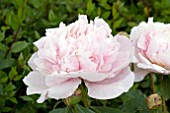 PAEONIA MADAME CALOT