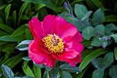 PAEONIA MOSCOW