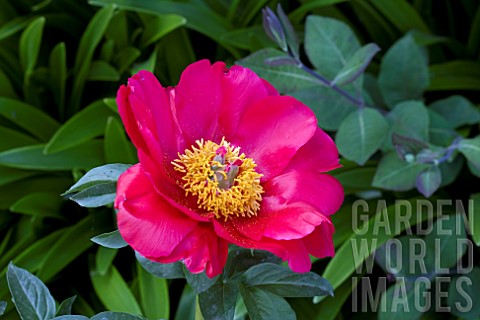 PAEONIA_MOSCOW