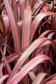 PHORMIUM EVENING GLOW