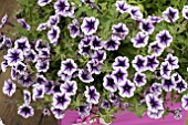 PETUNIA VIVINI VIOLET VEIN IMPROVED