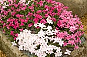 RHODOHYPOXIS MIXED COLOURS