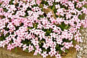 RHODOHYPOXIS SUMMER STARS