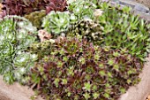 SEMPERVIVUM MIXED TROUGH