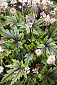 TIARELLA ANGEL WINGS