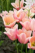 TULIPA SANNE