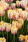 TULIPA TWINKLE