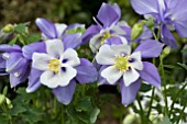 AQUILEGIA SWAN BLUE & WHITE