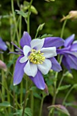 AQUILEGIA SWAN BLUE & WHITE