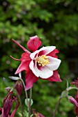 AQUILEGIA SWAN RED & WHITE