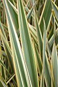 PHORMIUM GOLDEN RAY