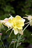 AQUILEGIA SWAN YELLOW