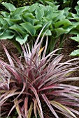 ASTELIA ALPINE RUBY AND HOSTA KROSSA REGAL