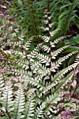 ATHYRIUM OTOPHORUM OKANUM