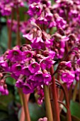 BERGENIA OVERTURE