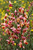 CYTISUS GOLDFINCH